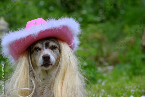 blondy, Shepherd dog looking angry because it is wearing a pink cowboyhat and long blond hair photo