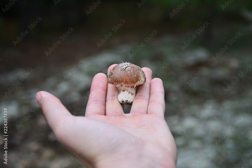 Mushroom in hand against a background of greenery. From the first person Mushroom in hand against a background of greenery. From the first person