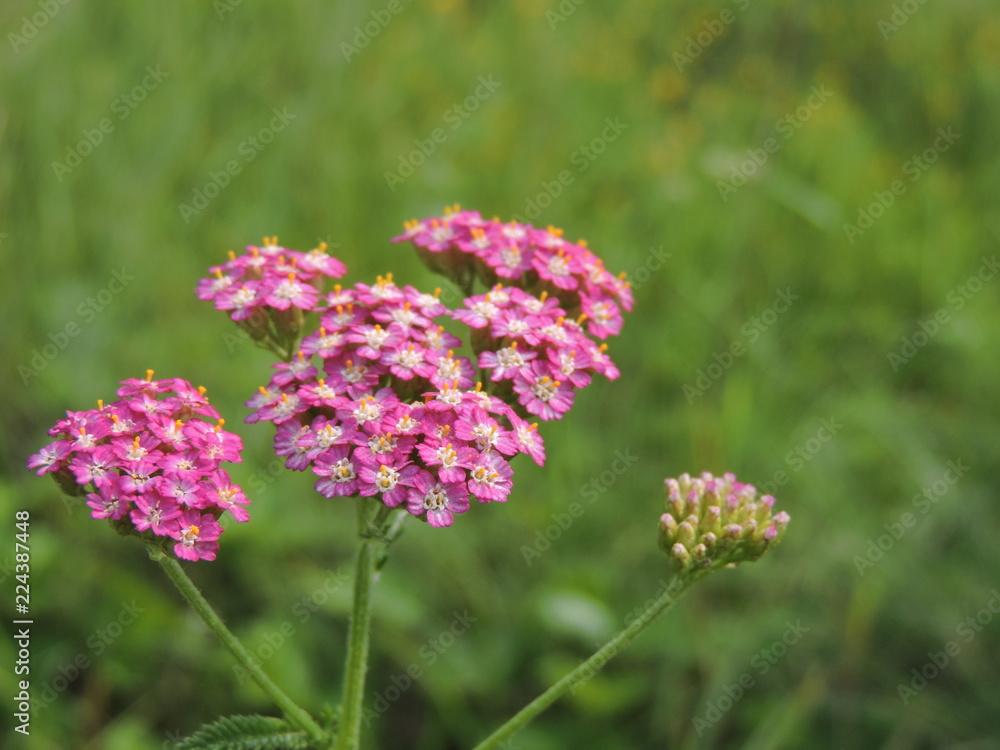 yarrow pink yarrow pink