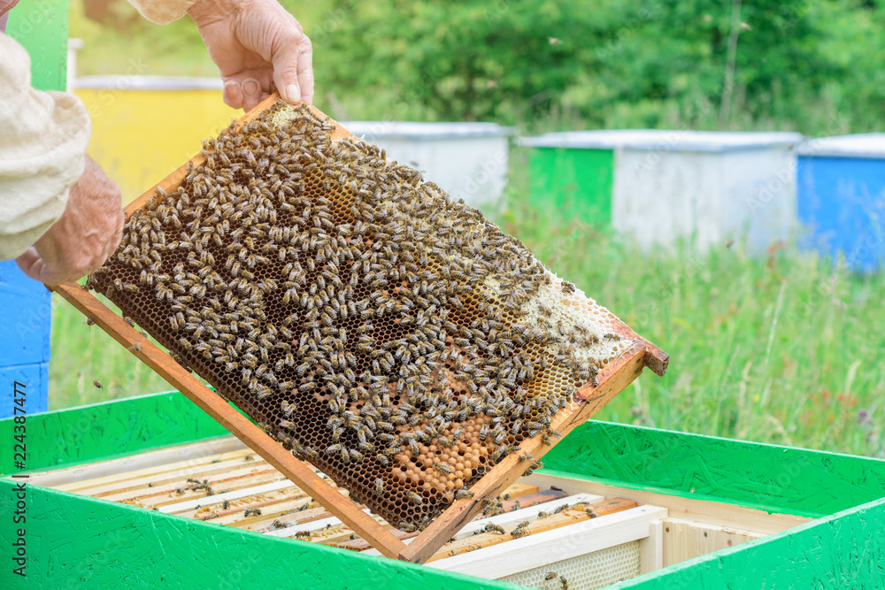 The beekeeper holds a honey cell with bees in his hands. Apiculture. Apiary The beekeeper holds a honey cell with bees in his hands. Apiculture. Apiary