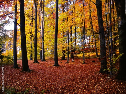 Broad leaf tree forest at autumn / fall daylight, colorful foliage. Woodland,countryside landscape.Relaxing nature. .