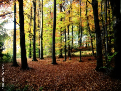 Broad leaf tree forest at autumn / fall daylight, colorful foliage. Blurred, magical landscape.Relaxing nature. .
