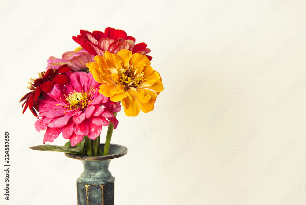 Bouquet of pink zinnia flowers in a vase isolated. Indoor. Copy space. Bouquet of pink zinnia flowers in a vase isolated. Indoor. Copy space.