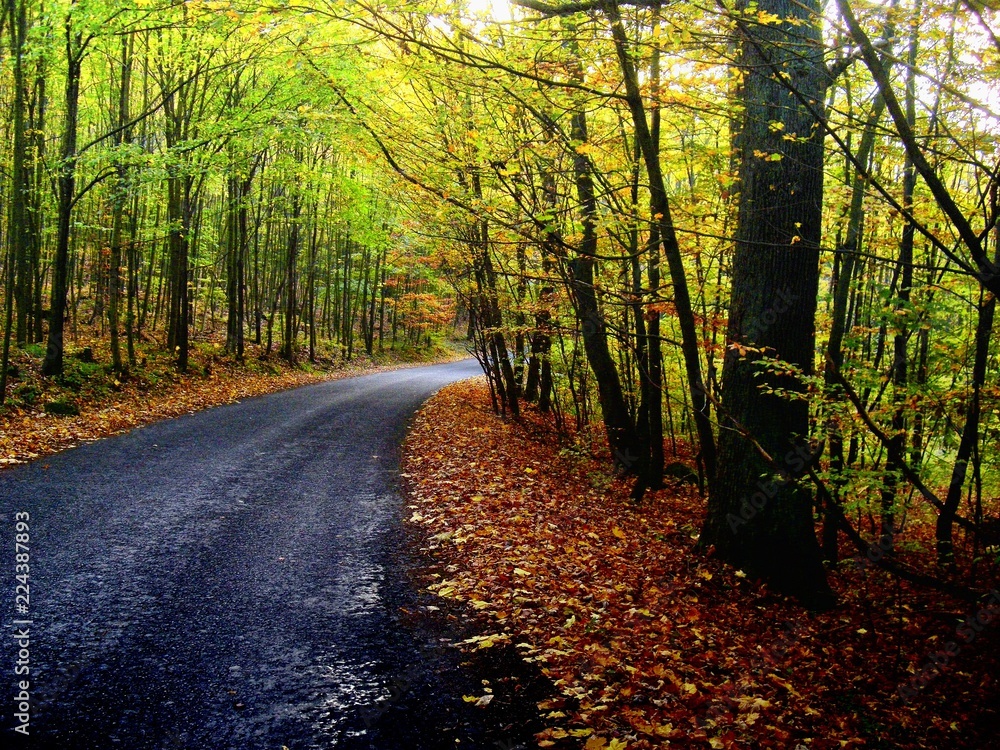 Broad leaf tree forest with curved asphalt road at autumn / fall daylight, colorful foliage. Countryside landscape.Woodland. . Broad leaf tree forest with curved asphalt road at autumn / fall daylight, colorful foliage. Countryside landscape.Woodland. .