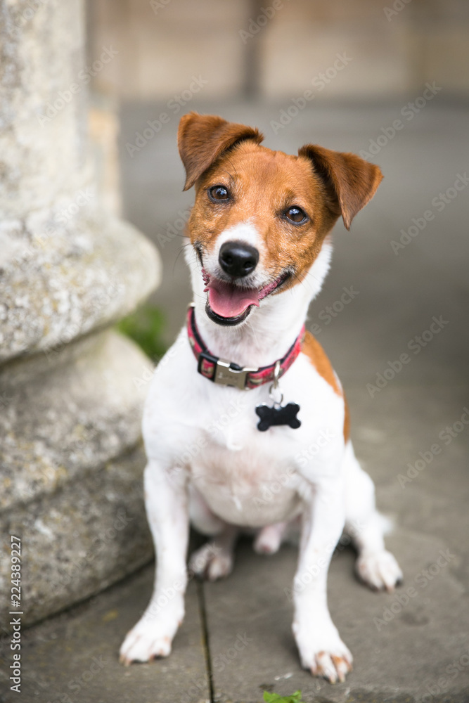 Dog Posing Dog Posing
