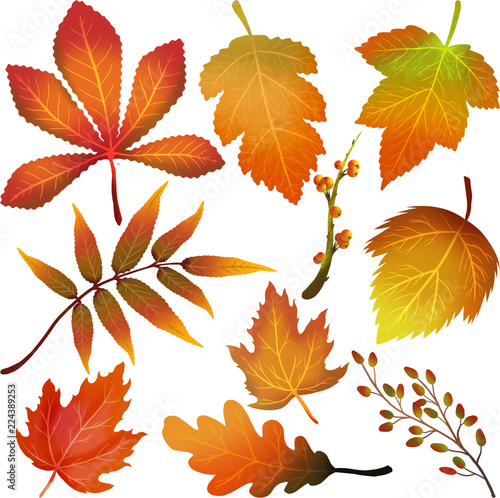 Miscellaneous autumn colorful leaves set. isolated on white background