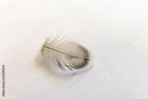 Lightweight grey feather of home budgie close-up on a bright background