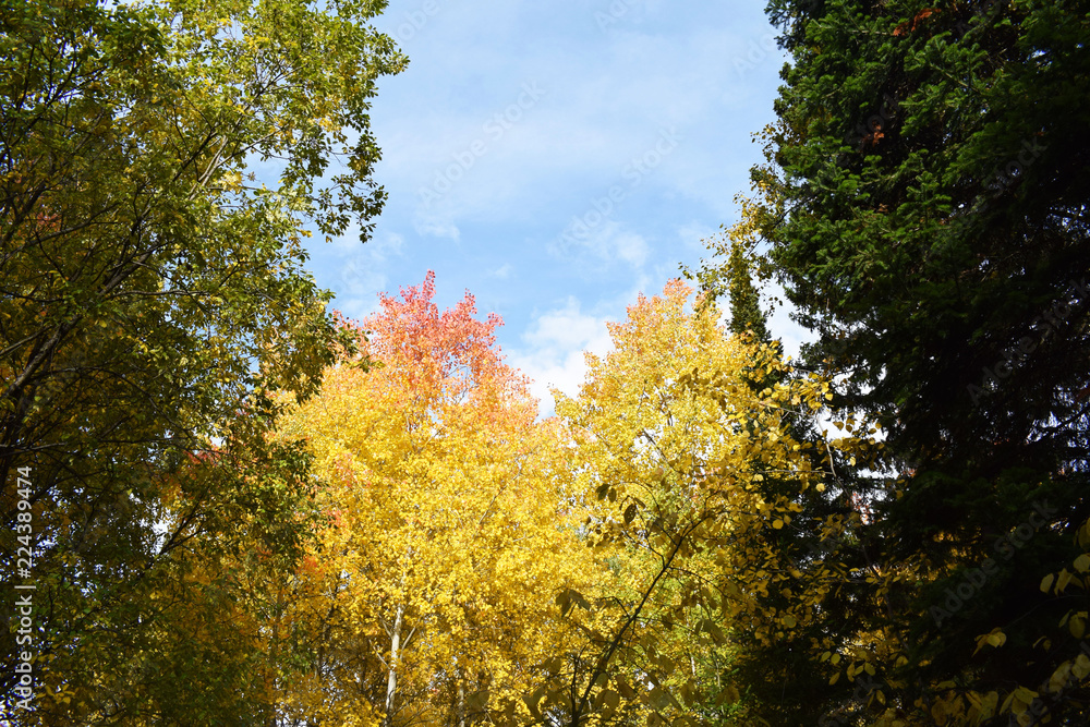 Beautiful orange and red autumn forest. Mysterious and fabulous forest. Many trees on the hills. Indian summer. The Nature Of Siberia. Spectacular view. Beautiful orange and red autumn forest. Mysterious and fabulous forest. Many trees on the hills. Indian summer. The Nature Of Siberia. Spectacular view.