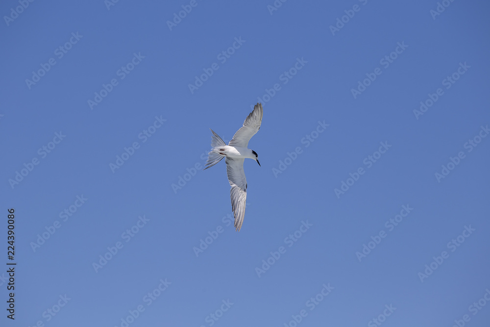 Seagull flying under blue sly Seagull flying under blue sly