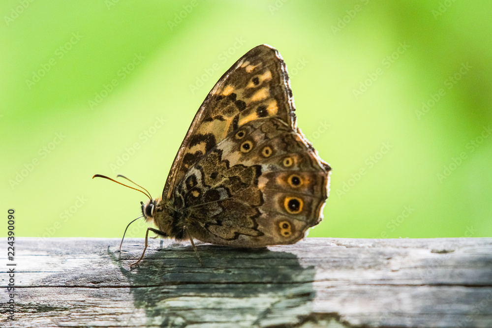 Fototapeta premium Butterfly feeding on tree sap