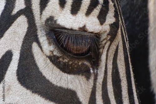 Close up with face of zebra  eyes and genes