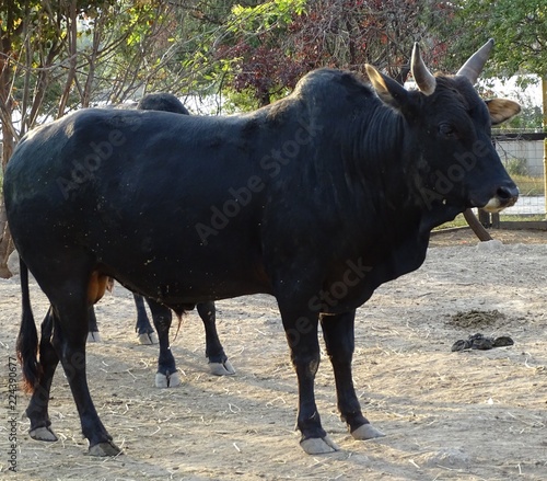 Close up with  black cow - indian cow