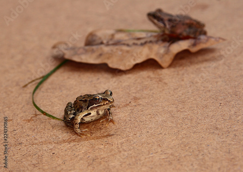 Plakat Frog Game