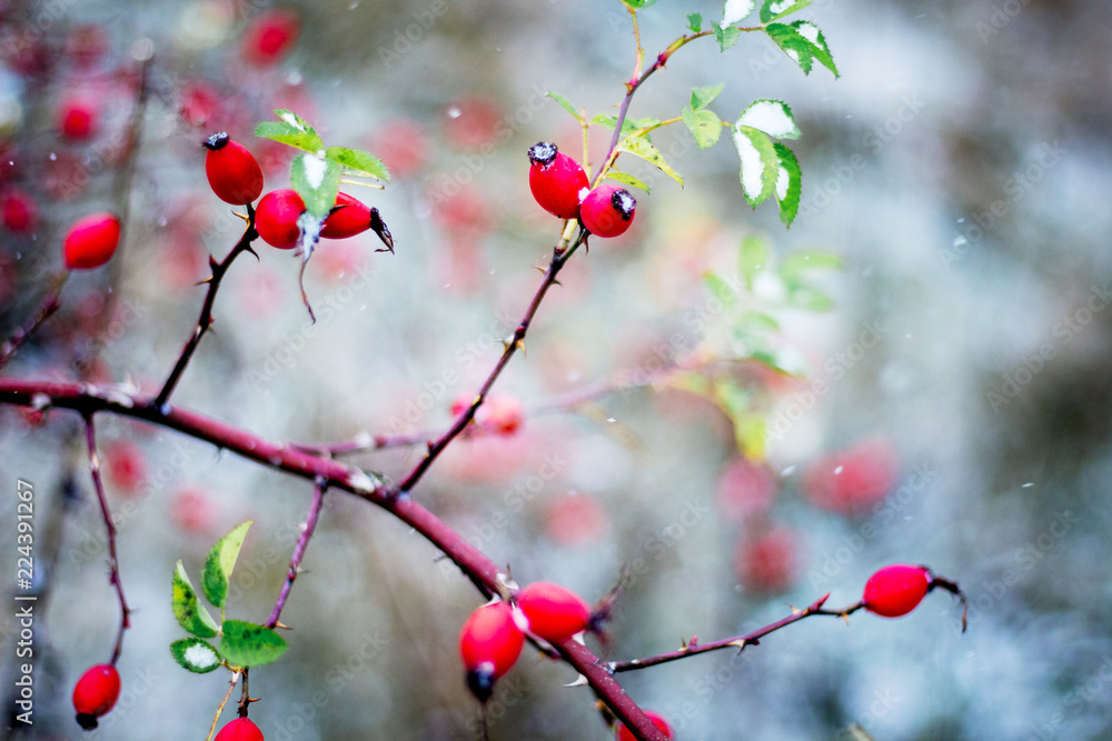 Red berries of dog-rose on the branches covered with snow_ Red berries of dog-rose on the branches covered with snow_