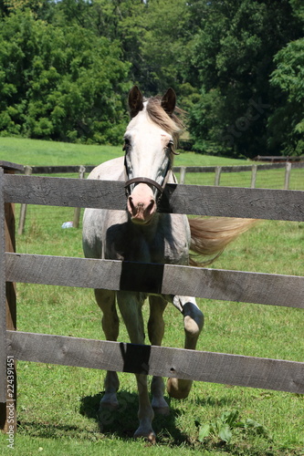 White horse in a pasture