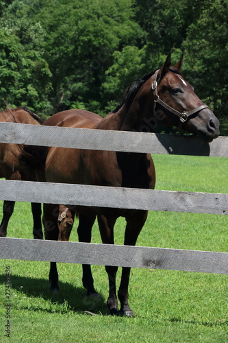 Brown horse on a farm