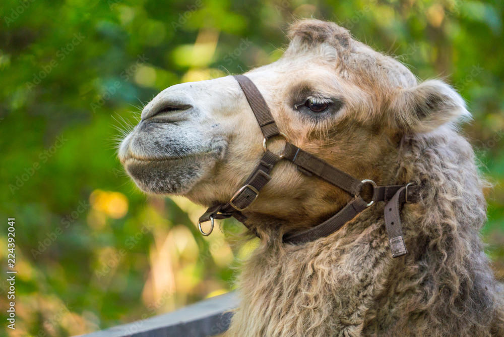 Fototapeta premium great camel in nature 