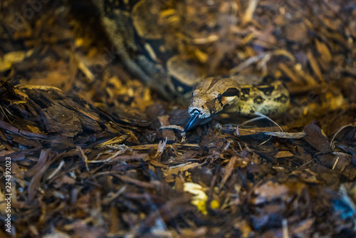 Konstfotografi the snake crawls on the ground
