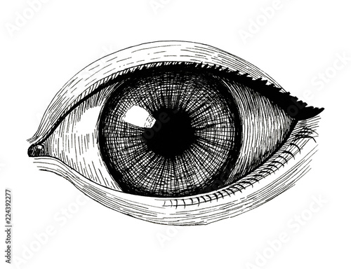 eye, vintage ink hand drawn illustration