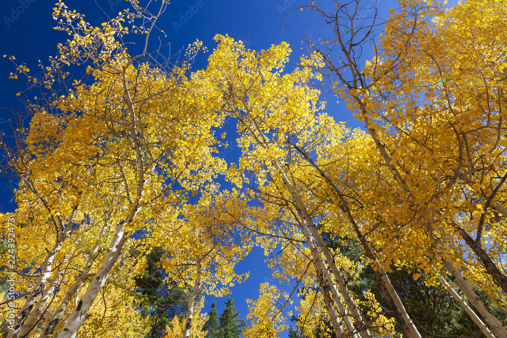 Scenic Blue Sky View Through Aspens Scenic Blue Sky View Through Aspens