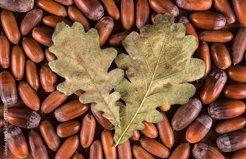 Ripe oak acorns on a wooden background and two leaves of oak