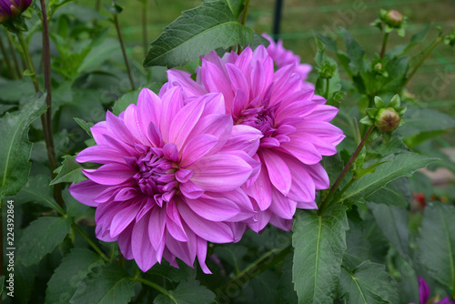 Fototapeta Naklejka Na Ścianę i Meble -  Dahlia mauve