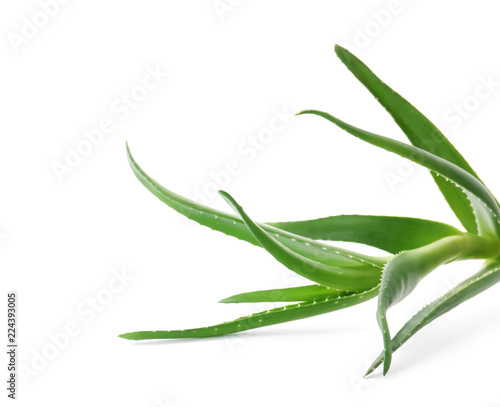 Aloe vera with green leaves on white background