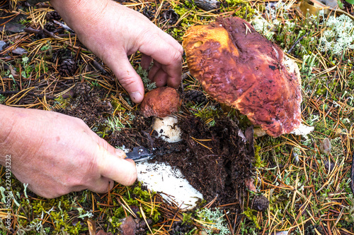 man cuts a white mushroom with a knife in the northern forest of Russia
