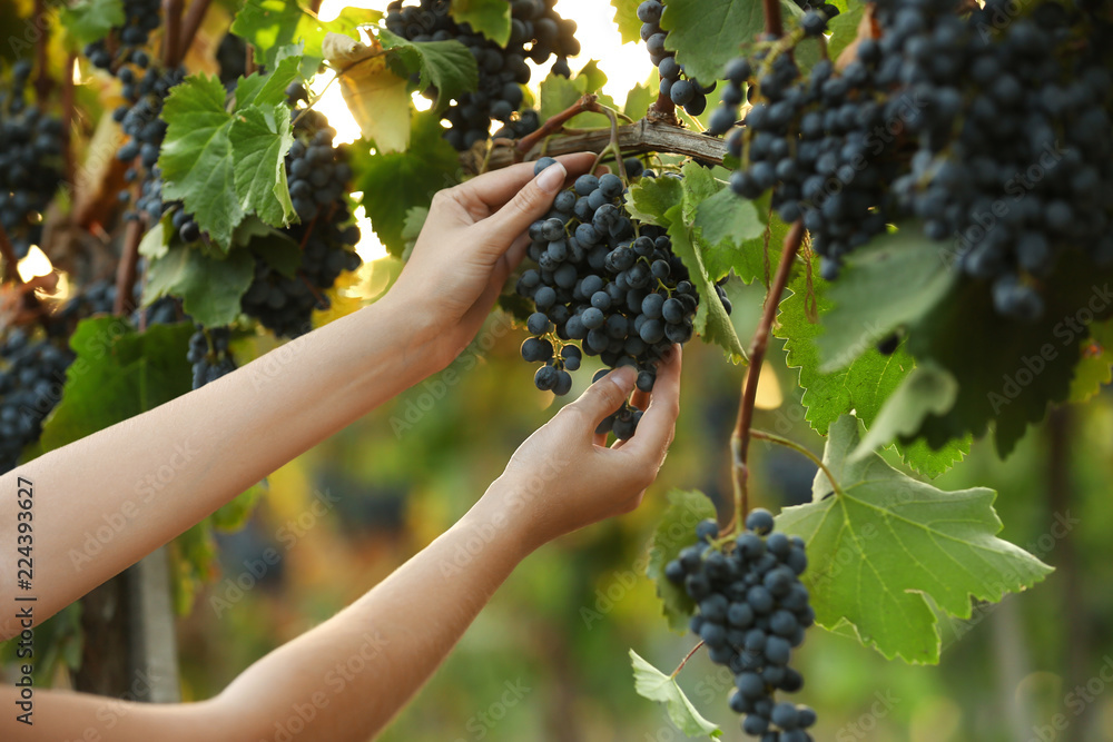 Obraz premium Woman picking fresh ripe juicy grapes in vineyard, closeup
