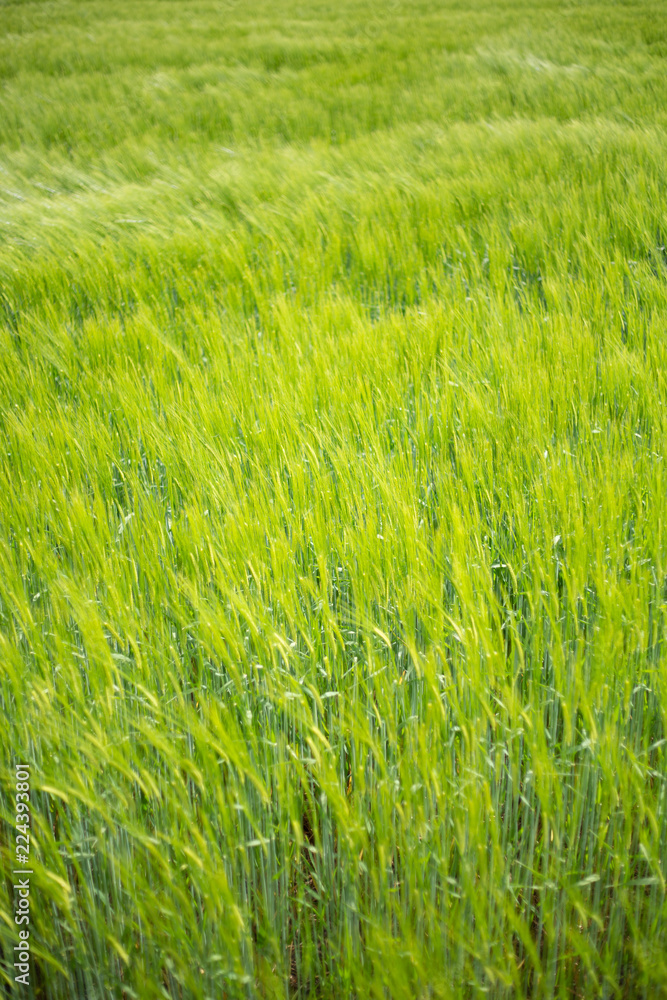 Obraz premium grünes Feld