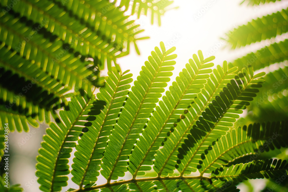Creative layout made of green leaves Parkia speciosa. Sillhouette Nature background at phuket thailand Creative layout made of green leaves Parkia speciosa. Sillhouette Nature background at phuket thailand