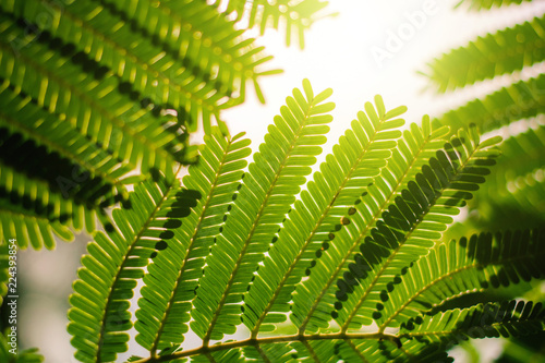 Creative layout made of green leaves Parkia speciosa. Sillhouette Nature background at phuket thailand