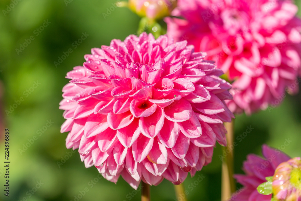 Pinke Balldahlie (Asteraceae) an einem Morgen im Spätsommer. Pinke Balldahlie (Asteraceae) an einem Morgen im Spätsommer.