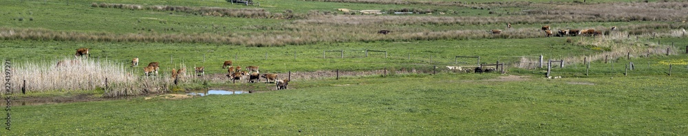 cattle in a paddock