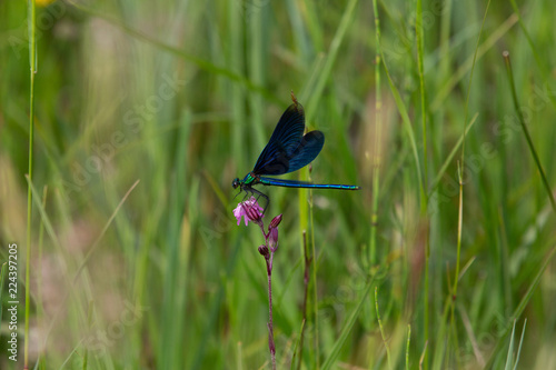 blaue Libelle © Alexander Gramlich
