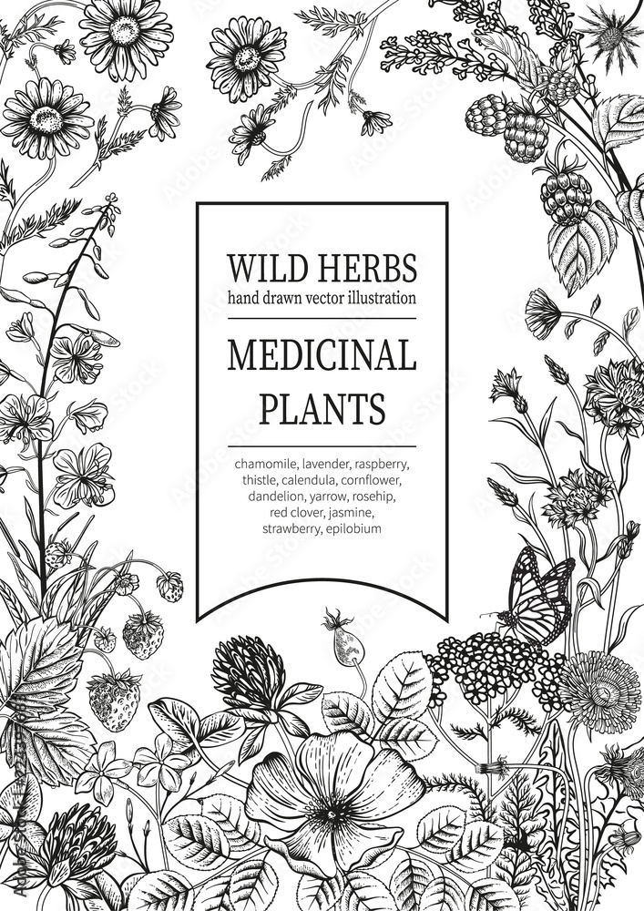 Obraz premium Dzikie kwiaty. Herbata ziołowa. Ilustracji wektorowych.