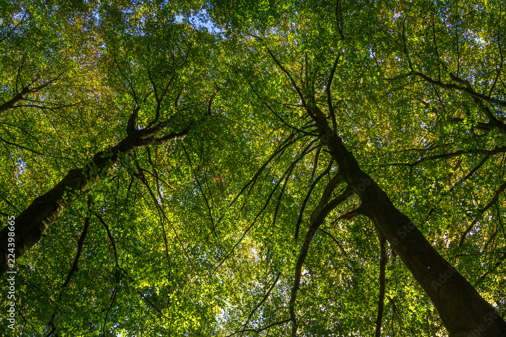 Fototapeta Natura