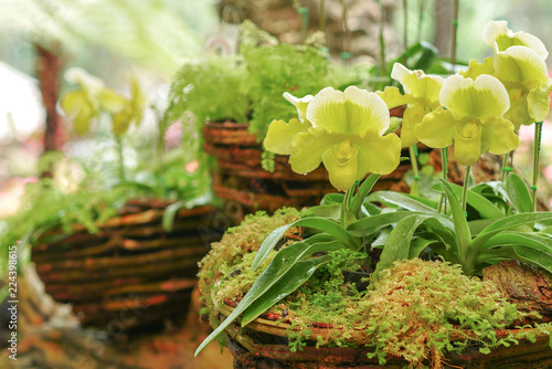 Wallpaper Mural Lady's slipper orchid Torontodigital.ca