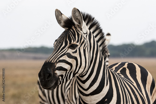 Cape mountain zebra  Equus zebra  mare with foal  Mountain Zebra National Park  South Africa