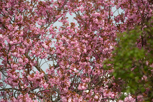 Frühlingsblüten
