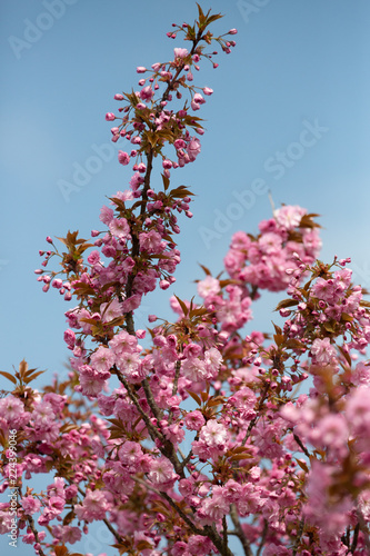 Frühlingsblüten