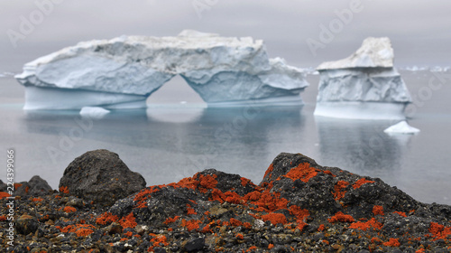 Iceberg and stony coast of Greenland. Red lichen on the shore stones. Nature and landscapes of Greenland.