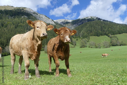 Wallpaper Mural Kälber auf der Alm Torontodigital.ca