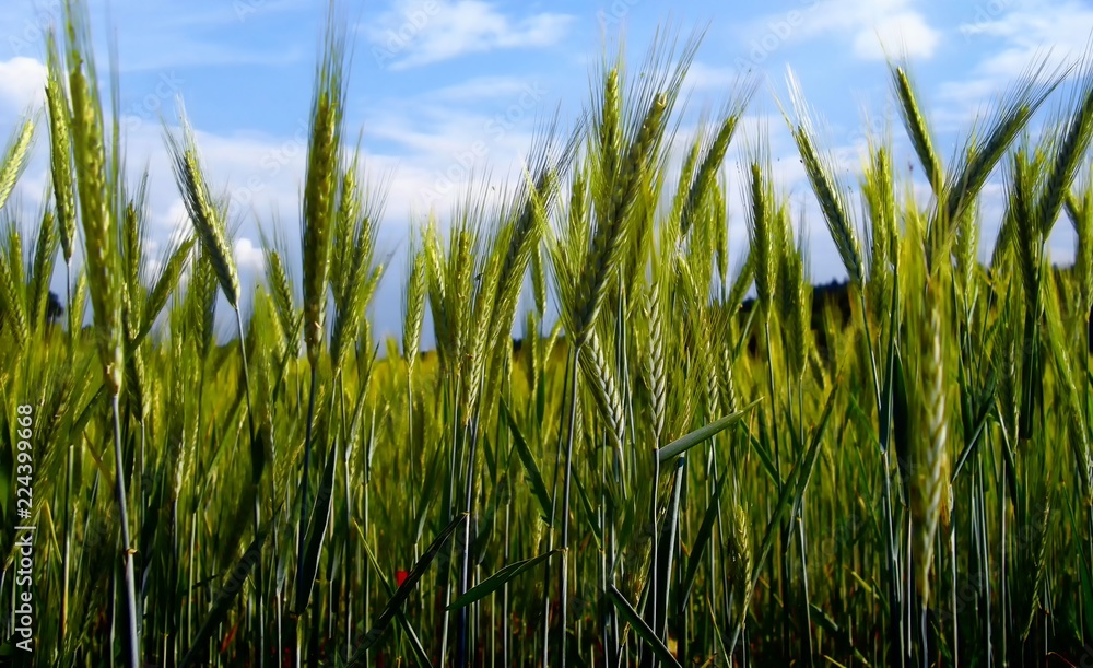 Grain (probably young rye) field detail with blue sky and clouds on background