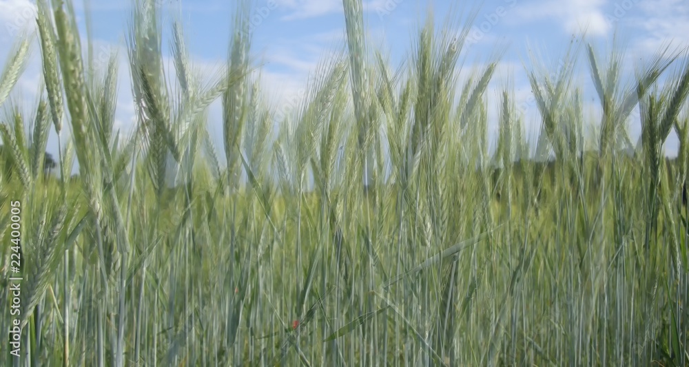 Grain (probably young rye) field detail with blue sky and clouds on background Grain (probably young rye) field detail with blue sky and clouds on background