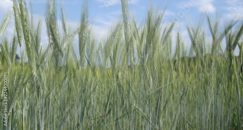 Grain (probably young rye) field detail with blue sky and clouds on background