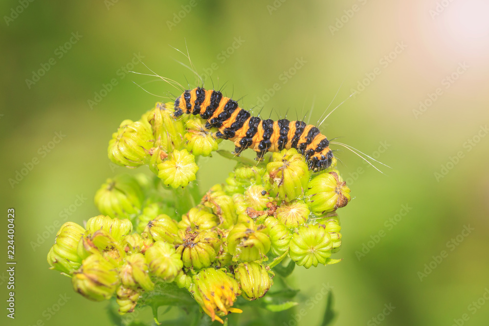 Naklejka premium Yellow and black striped Cinnabar caterpillars feeding