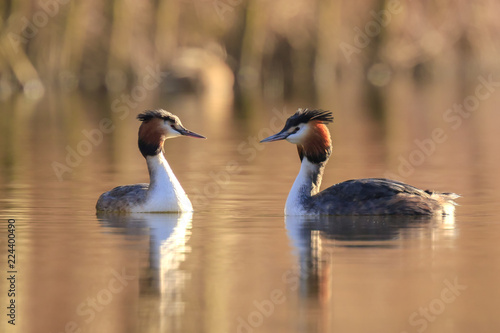 Great crested grebe Podiceps cristatus mating during Springtime