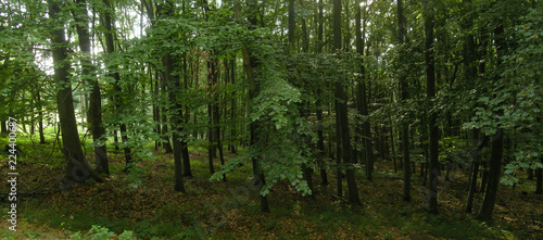 Fototapeta Naklejka Na Ścianę i Meble -  Beech trees forest at spring daylight, green leafs, broad leaf trees. Relaxing nature,sushine. High resolution panoramic photo. Czech Republic, Europe,Creative postprocessing. .