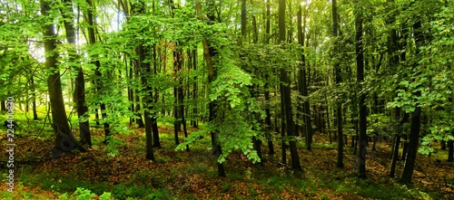 Beech trees forest at spring daylight, green leafs, broad leaf trees. Relaxing nature,sushine. High resolution panoramic photo. Czech Republic, Europe,Creative post processing. .